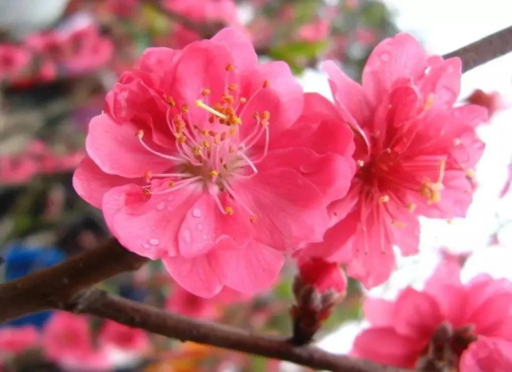 桃花代表什么花语，桃花的花语有哪些（桃花的花语）