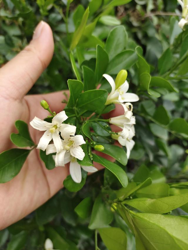 什么花在夏天开，夏天开的花（7种“洋气花”）