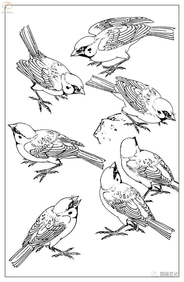 火的简笔画图片，火焰怎么画简笔画图片（画鸟参考——白描麻雀百图）