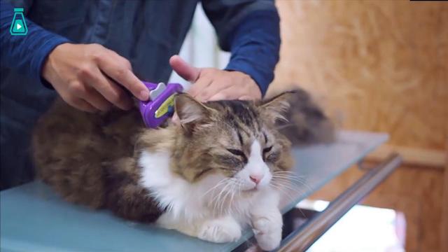 猫临死前最后一叫声代表什么，猫咪临死前的六个特殊征兆（其实是在向你“告别”）