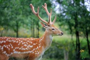 鹿代表什么象征意义，鹿的寓意和象征是什么（鹿的美好寓意）