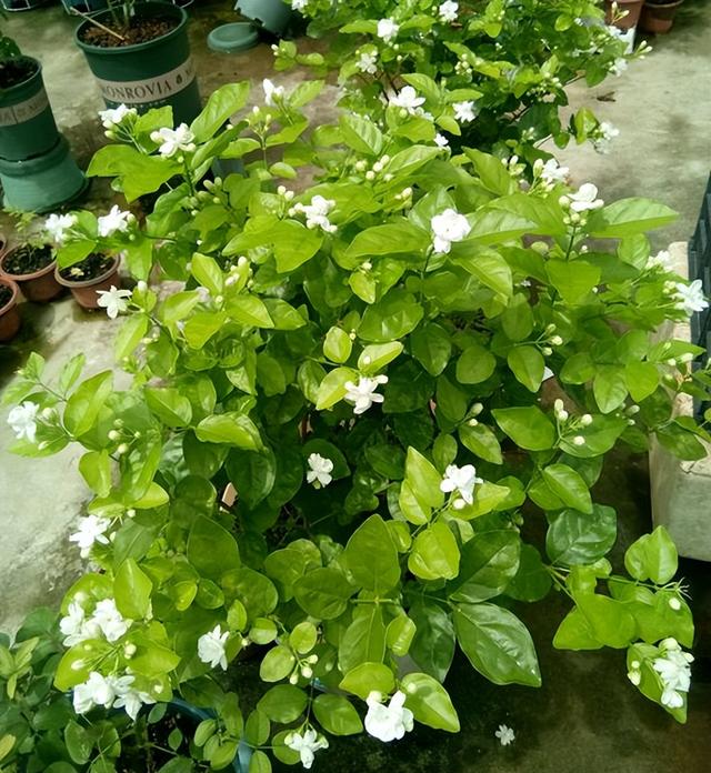 春天的花有哪些，二年级春天的花有哪些（“最香的”15种花）