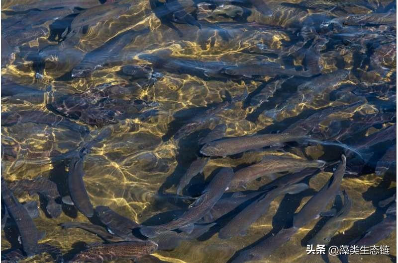 虹鳟鱼遗传学研究助力可持续水产养殖发展与优化生产模式