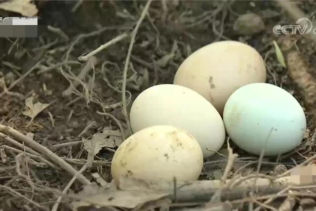 梦见好多鸡蛋捡鸡蛋是什么意思，梦见捡好多鸡蛋什么意思（湖南男子承包1200亩荒山）