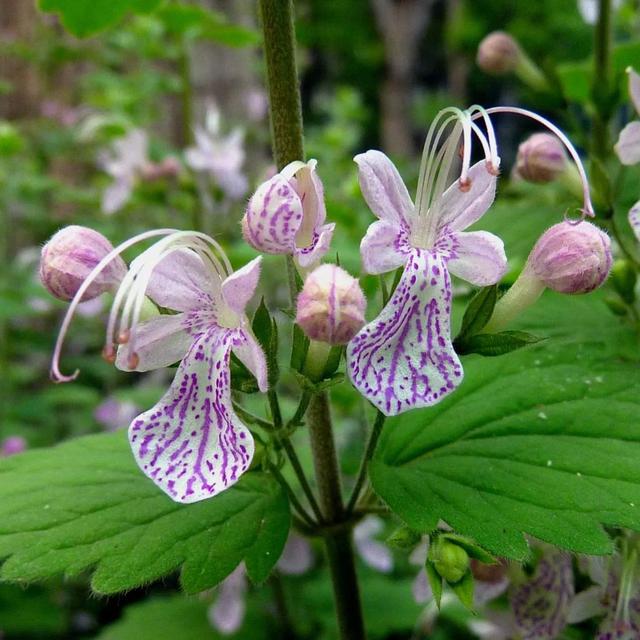 鲜花的花语和花的数目的寓意，鲜花数量的寓意（100种迷人的“数字花”）