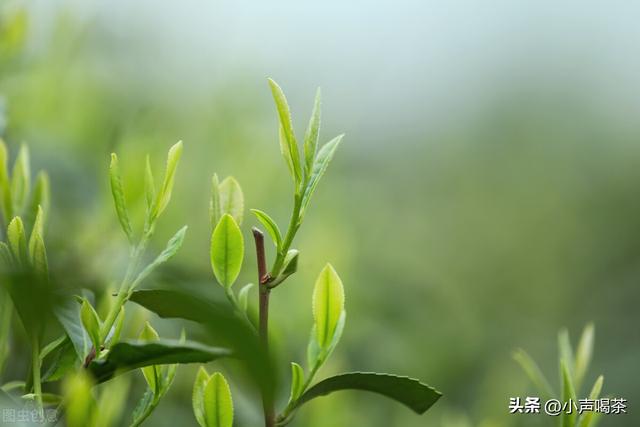 西湖龙井是什么茶，西湖龙井是红茶还是绿茶（认识名茶，一文了解西湖龙井）