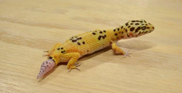 壁虎的寿命，壁虎的寿命有10年吗（为何能位居“五毒”之一）