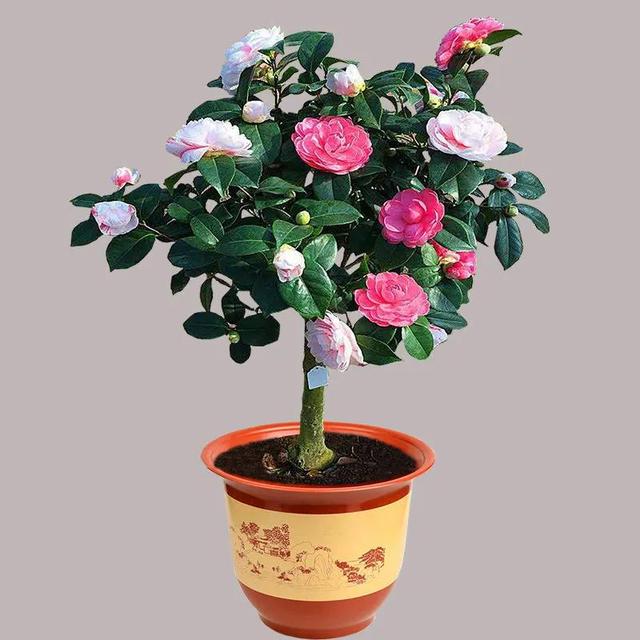 茶花喜阴还是喜阳，茶花喜阴还是喜阳?知乎（为啥花友们都不爱养）