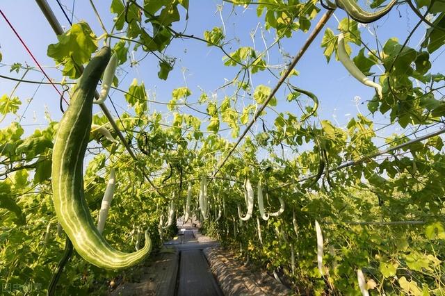 蔬菜种类大全图片名称，常见的100种蔬菜名称图片 种类（资深菜农也未必能叫出名字）