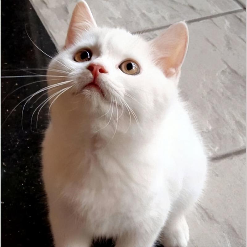 中华田园猫多少钱一只(中华田园猫吃什么)