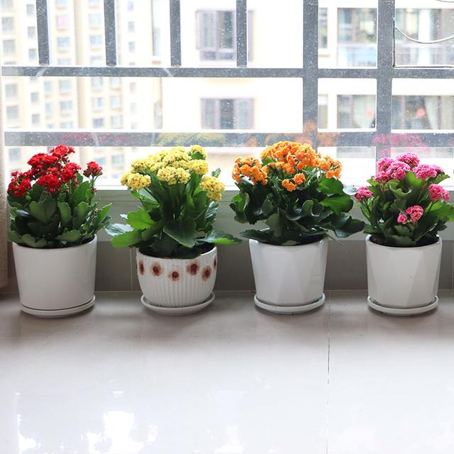 纯氧气能吸吗，纯氧气可以呼吸吗（建议养些“健康花”）