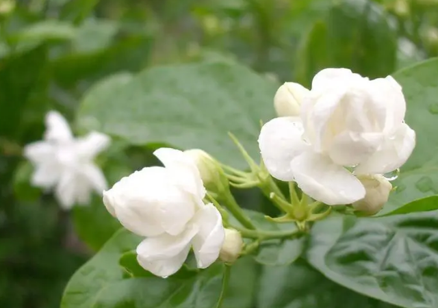 六月开什么花，六月开什么花图片（这几种在6月盛开的花）