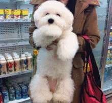 比熊犬多少钱一只，比熊多少钱一只（巴比熊犬价格）