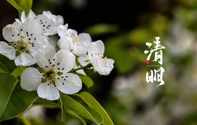 清明诗句大全，《清明》的诗句（十二首清明的诗词）