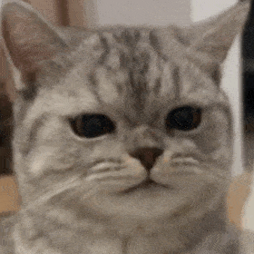 玩网大佬沙雕表情包必备，微信头像，玩网大佬沙雕表情包必备（网络沙雕表情）