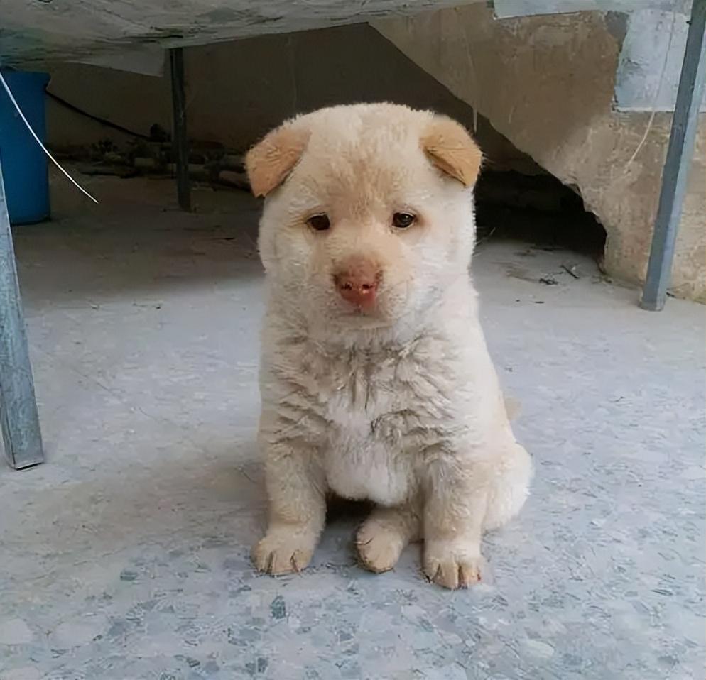 巴哥幼犬三个月多少钱 巴哥三个月怎么喂养