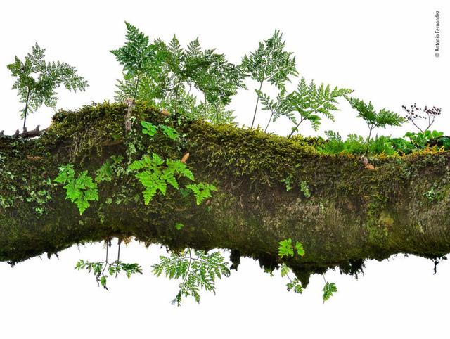 欧美吴彦祖，微信头像，欧美吴彦祖（2018年度最佳野生动物摄影作品图集）