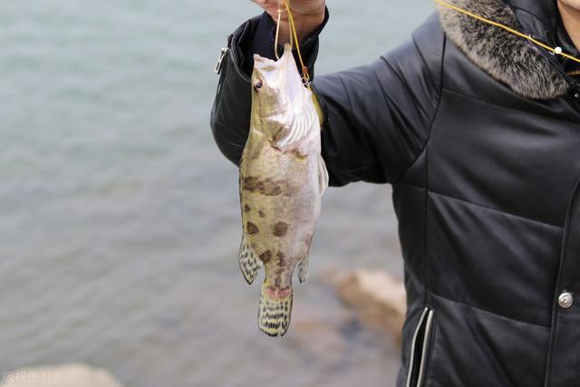 鳜鱼是什么鱼，黄金桂鱼是什么鱼（为什么现在野生的鳜鱼越来越少见了）