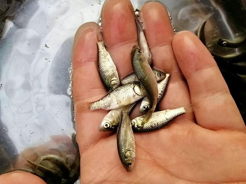 深秋野钓鲫鱼实战技巧：选时择位调饵，轻松提升上鱼率