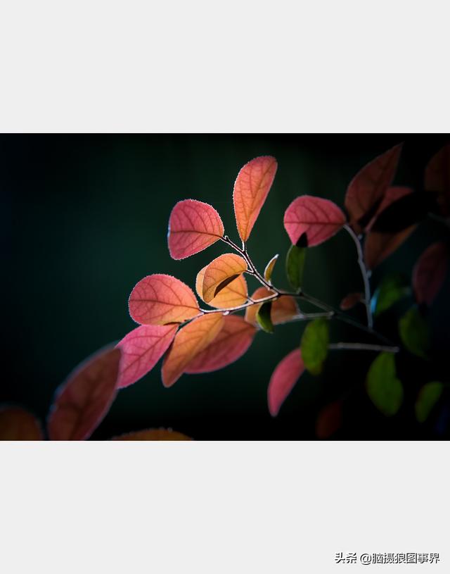 好看的图片。，好看的图片背景（实拍25张唯美的花草照片）