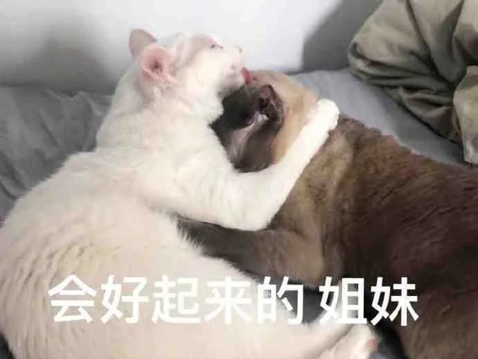 狗狗和猫的表情包，表情包：小猫小狗的表情包