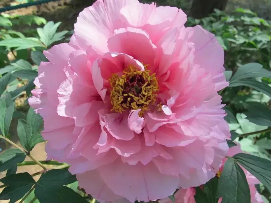 牡丹的品种及花名,牡丹花雍容华贵-名字-荣耀易学