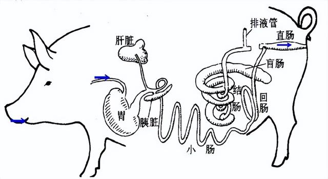 属蛇最怕什么属相，属蛇的人怕蛇（都说猪是毒蛇克星）