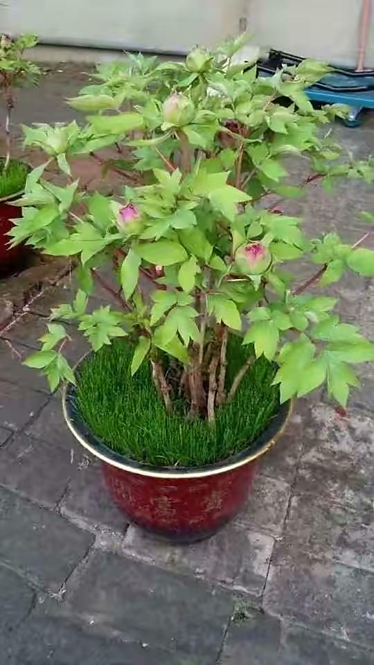 牡丹花简介，圣代牡丹花简介（有“3怕”要避开）