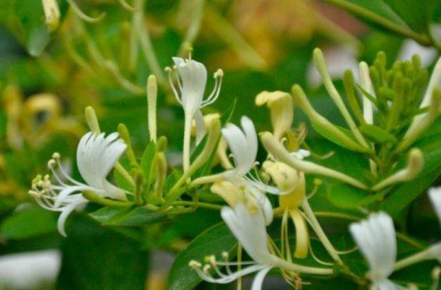 金银花孕妇能泡水喝吗，孕妇能不能喝金银花茶（老中医最爱养的五种花之“金银花”）