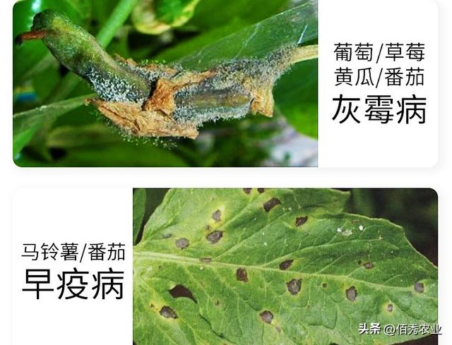 灰霉病用|些什么药。，灰霉病用什么药物疗效最好（“贵族”杀菌剂啶酰菌胺）