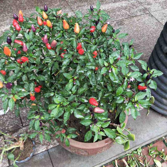 春天适合种什么蔬菜，最适合春天种的6种蔬菜