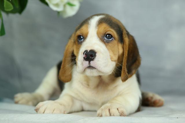 狗狗眼屎多有哪些原因，狗狗眼屎多有哪些原因引起的（还有这五个原因）