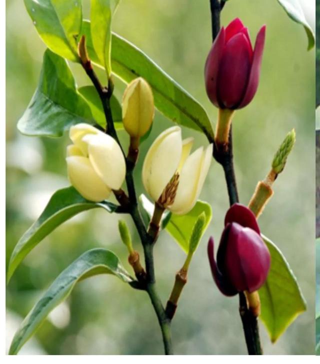 含笑花什么时候开花，分享图片——深山里（含笑花何时开花）