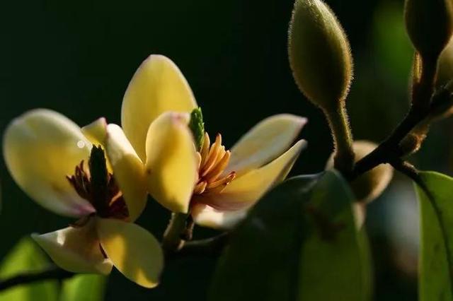 含笑花什么时候开花，分享图片——深山里（含笑花何时开花）