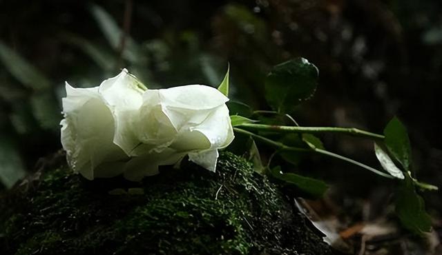 五彩米花糖做法图解，手工制作米花糖图片（5.20 凿进“天梯”里的爱）