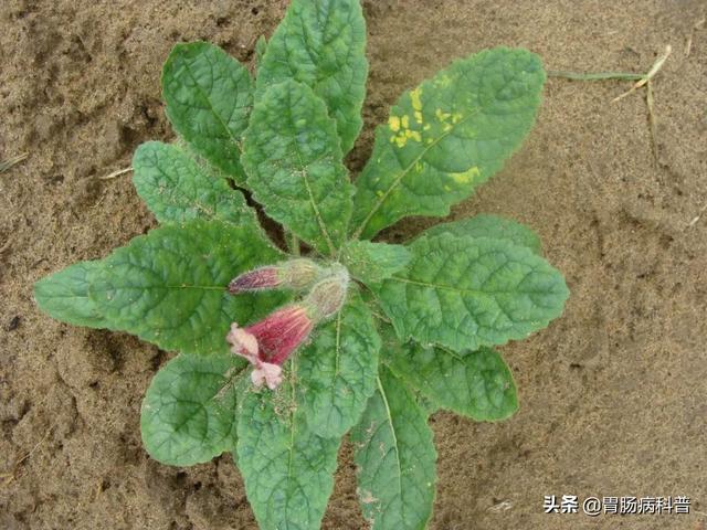 曼陀罗花的图片，曼陀罗花是什么（301味中药材的原植物彩色图谱）