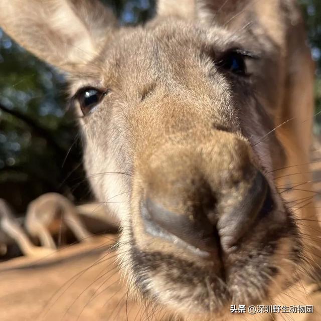 深圳世界之窗门票多少钱一张，深圳世界之窗晚上门票多少（动物园\u0026世界之窗/欢乐海岸水秀）