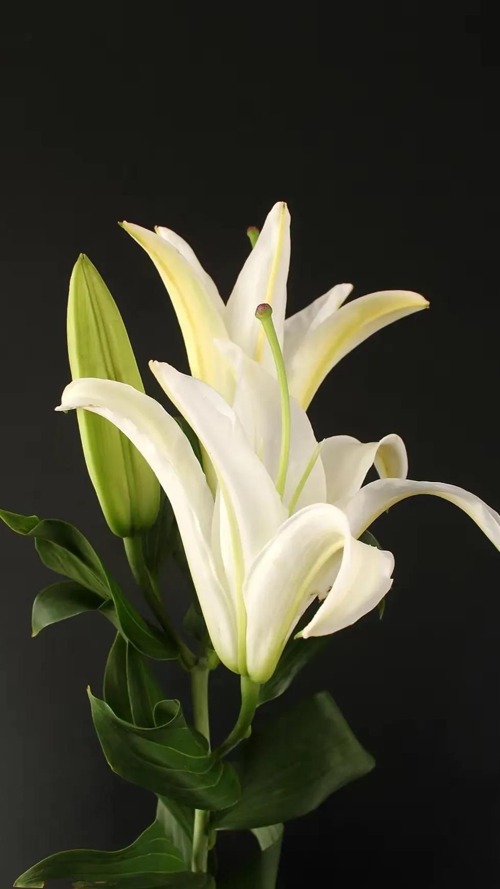 百合花仙子图片大全(花中的仙子一一百合花壁纸) - 彝家农业网