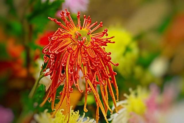 重阳节和菊花有什么关系，重阳节菊花代表什么意思（重阳节与菊花）