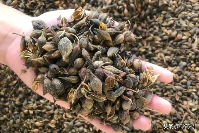 鲜金钱白花蛇，金钱白花蛇产地（当归、川牛膝、蒺藜、金钱白花蛇、佛手、地黄、连翘等行情简析）