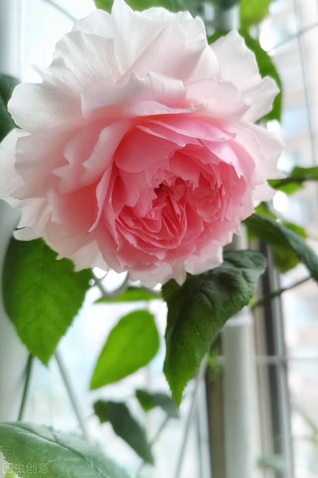 一年四季都开花的月季品种，复花能力超好的6种藤本月季