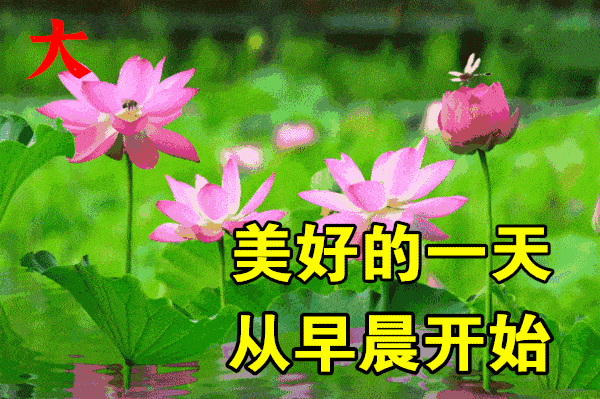 早晨充满正能量的句子，早上优美正能量句子（早上好说说语录图片）