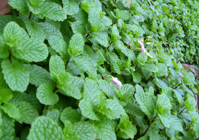 西芹和芹菜的区别，西芹和芹菜的区别图片（10种“省心菜”）