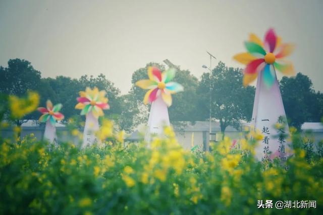 武汉市花是什么，武汉什么花是市花（三月的湖北全是花花花花花花）