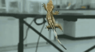 美西螈与蝾螈有什么不同，美西螈是两栖动物吗（“重生界巨头”的超强再生能力）