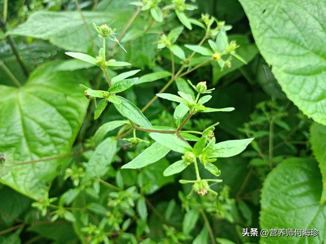 豨莶草的功效与作用，老人却称为“风湿草”