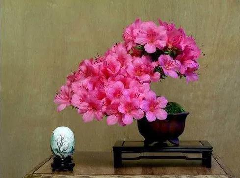 鲜花图片，鲜花图片下载 免费（分享图片：60款精美花卉图）