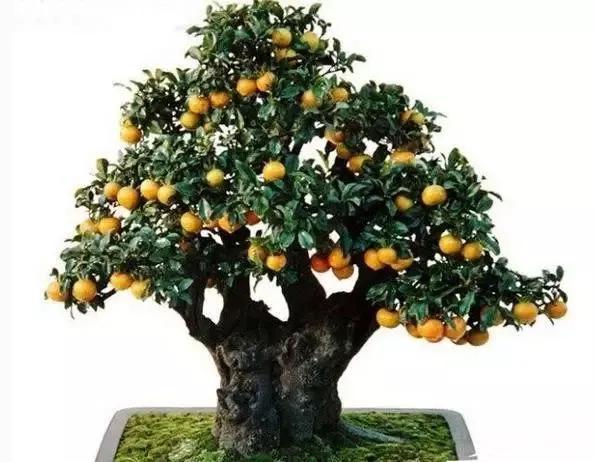 胡秃子盆景的养殖方法，唯美图片——胡颓子盆景欣赏（野生胡秃子盆景怎么养）