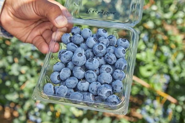 都柿和蓝莓的区别，都柿和蓝莓是一种水果吗（美国蓝莓“空降”上海）