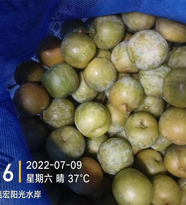 四月李子苗多少钱一棵，4月成熟的李子（这就是巨进李子树来年高产的用药方案）